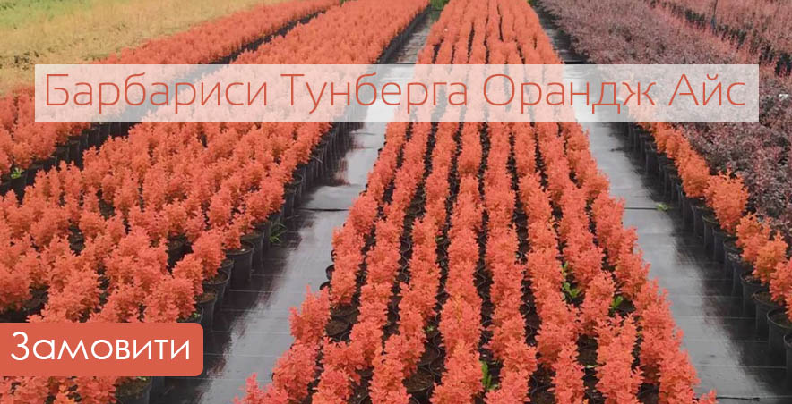Барбарис Тунберга Орандж Айс