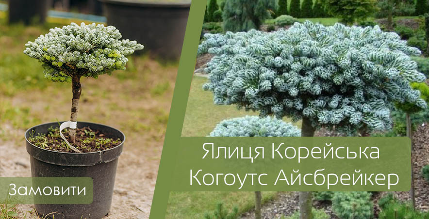 Ялиця Корейська Когоутс Айсбрейкер