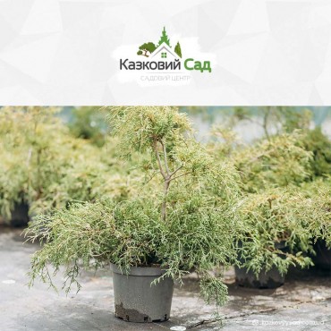 Кипарисовик горіхоплідний Санголд С5