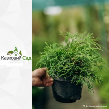 Кипарисовик горіхоплідний Санголд С3