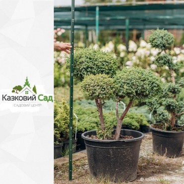 Ялівець китайський Бонсай С35