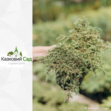 Ялівець звичайний 'Грін Карпет' C3
