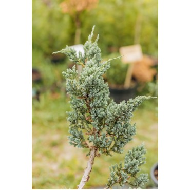 Ялівець лускатий 'Меєрі' C25