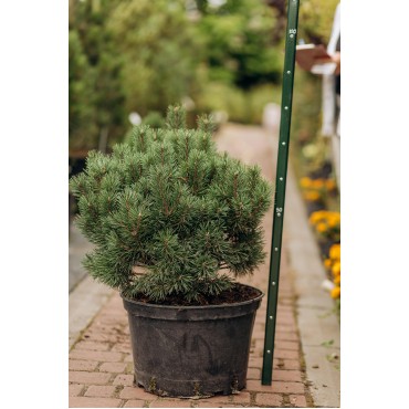 Ялівець скельний Блю карпет С3