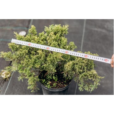 Ялівець середній 'Олд Голд' C5