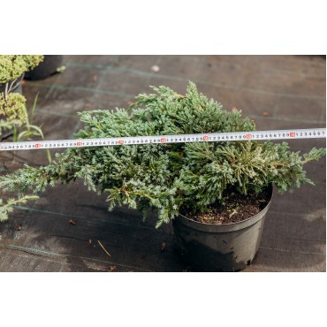 Ялівець скельний Блю карпет С7,5