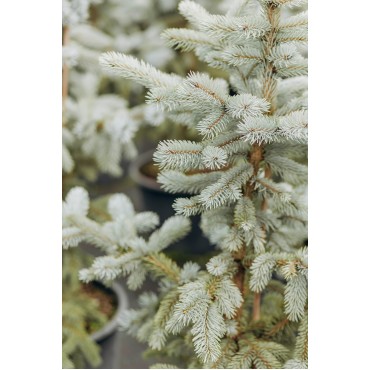 Ялина колюча 'Хупсі' С60