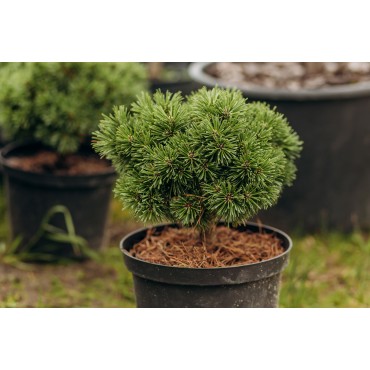 Сосна чорна Тітус С5