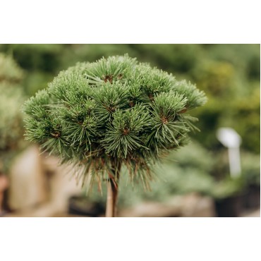 Сосна чорна Марі Брегон штамб С5