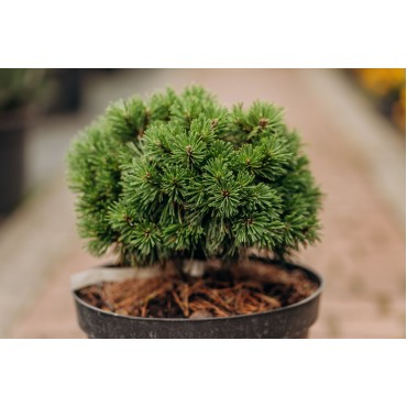 Сосна чорна Тітус С10