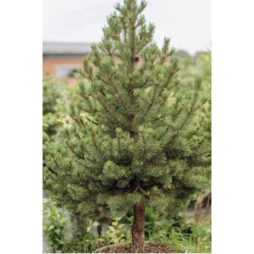 Сосна чорна штамб С100