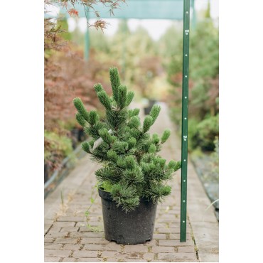 Сосна чорна Орегон Грін С15