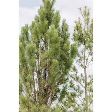 Сосна чорна Пірамідаліс С240