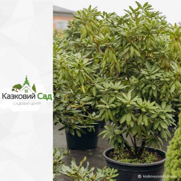 Рододендрон гібридний (Rhododendron hybridum ВЕЛИКИЙ С100) 