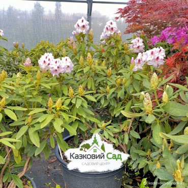 Рододендрон гібридний (Rhododendron hybridum ВЕЛИКИЙ С100) 