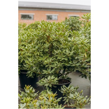Рододендрон гібридний (Rhododendron hybridum ВЕЛИКИЙ С100) 