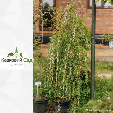 Верба козяча Кільмарнок С10 штамб (плакуча)