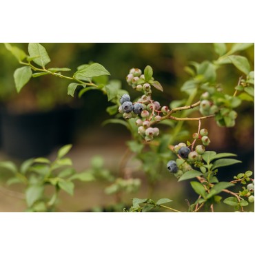 Лохина високоросла Блюкроп С7,5