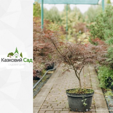 Клен Diseotum Palmolum C20