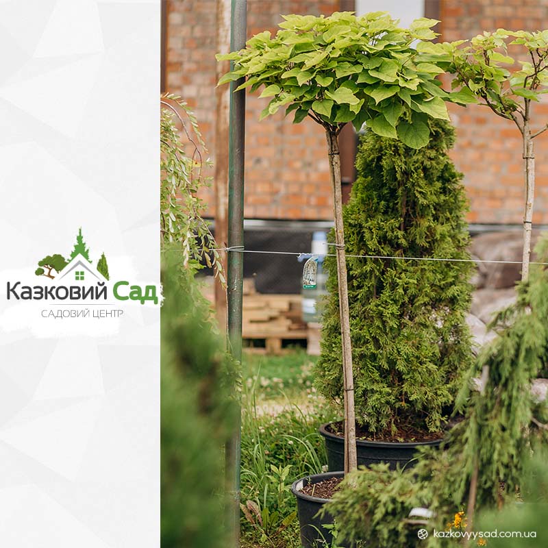 Катальпа бігнонієподібна 'Нана' С35