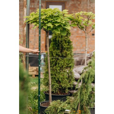 Катальпа бігнонієподібна 'Нана' С35